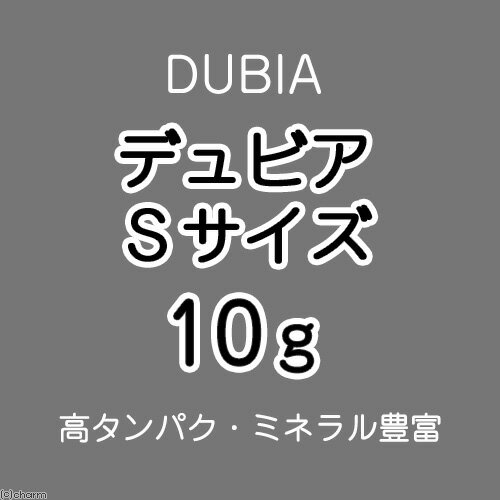 (生餌)死着保証なし デュビア(アルゼンチンモ...の紹介画像2