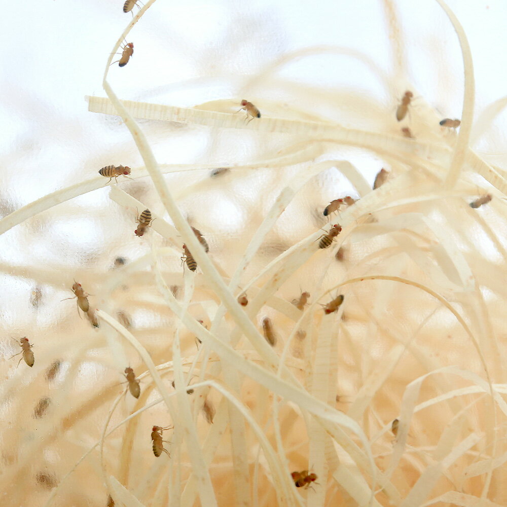 �����¡˻����ݾڤʤ������������祦���祦�Х��ʥ����󥰥쥹�ˡ��ץ饳�������1�ġˡ����������롡����ޥ�������¡���������¡��̳�ƻ���彣�Ҷ������ݲ�