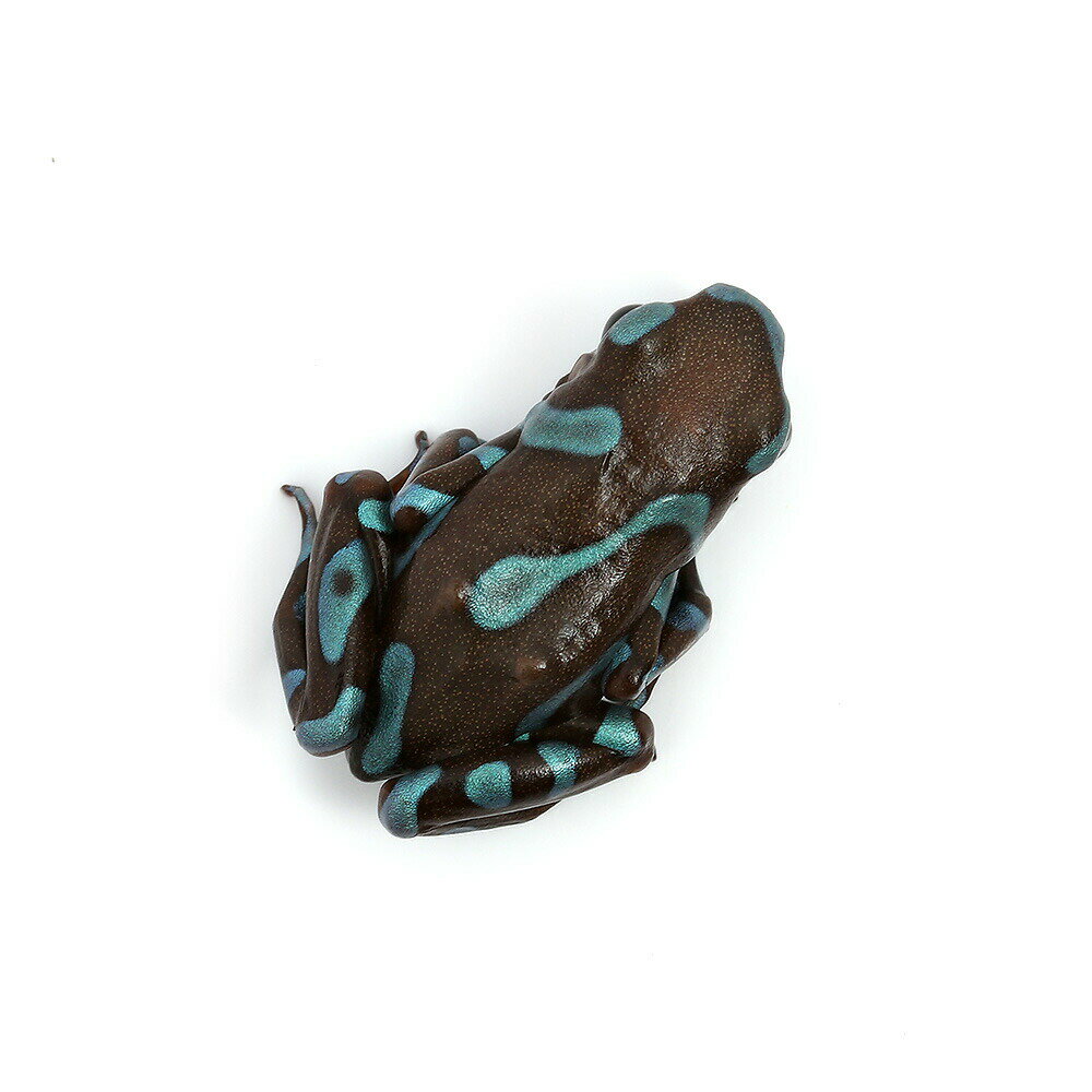 ��ξ����˥ޥ����ɥ������롡�֥롼���֥��󥺡�blue��bronze�ɡ�1ɤ�ˡ��̳�ƻ���彣�Ҷ������ݲ�