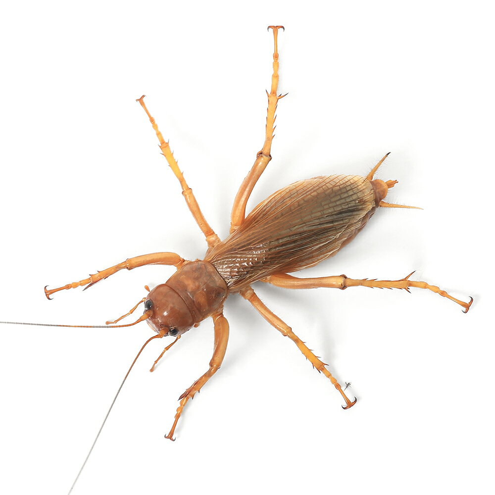 �ʺ���˥ꥪ�å����᥹�����WD��1ɤ�ˡ��̳�ƻ���彣�Ҷ������ݲ�