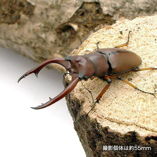 （昆虫）（B品）アスタコイデスノコギリクワガタ　スマトラ　ベンクール産　成虫　WD　55〜59mm（1ペア）　北海道・九州航空便要保温