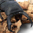 (昆虫)テイオウオオヒラタクワガタ フィリピン カタンドゥアネス島産 成虫 90〜94mm(1ペア) 北海道・九州航空便要保温