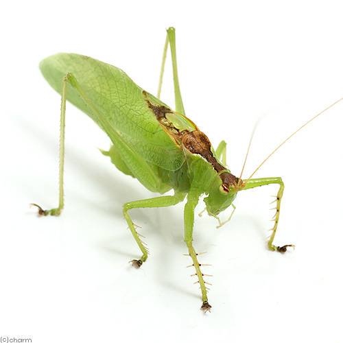 （昆虫）ハヤシノウマオイ　オス　成虫　WD（1匹）