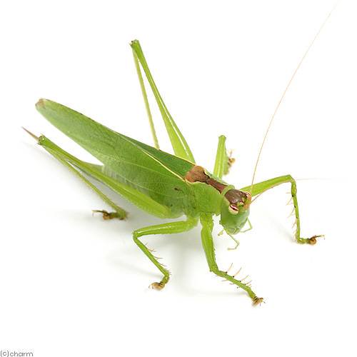 （昆虫）ハヤシノウマオイ　メス　成虫　WD（1匹）