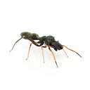 (昆虫)アリグモ オス WC個体(1匹)ハエトリグモ