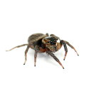 (昆虫)アダンソンハエトリグモ メス WC個体(1匹)