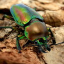 (昆虫)ニジイロクワガタ”プチ” クィーンズランド産 成虫 25~39mm(1ペア)外国産クワガタ