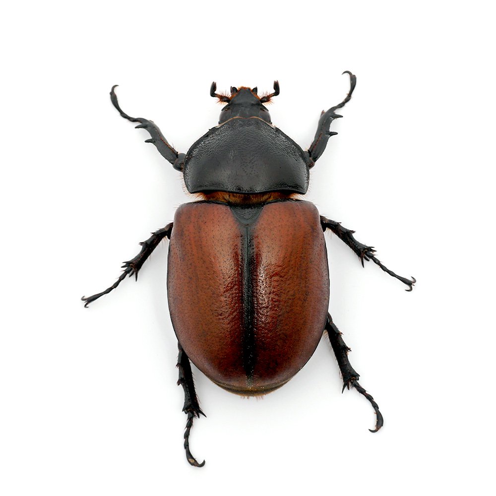 �ʺ���ˡʥ᥹ñ�ʡ˥���ܥ�ĥΥ��֥ȥॷ������ե��å��������WC���������ե꡼��1ɤ�ˡ��̳�ƻ���彣�Ҷ������ݲ�