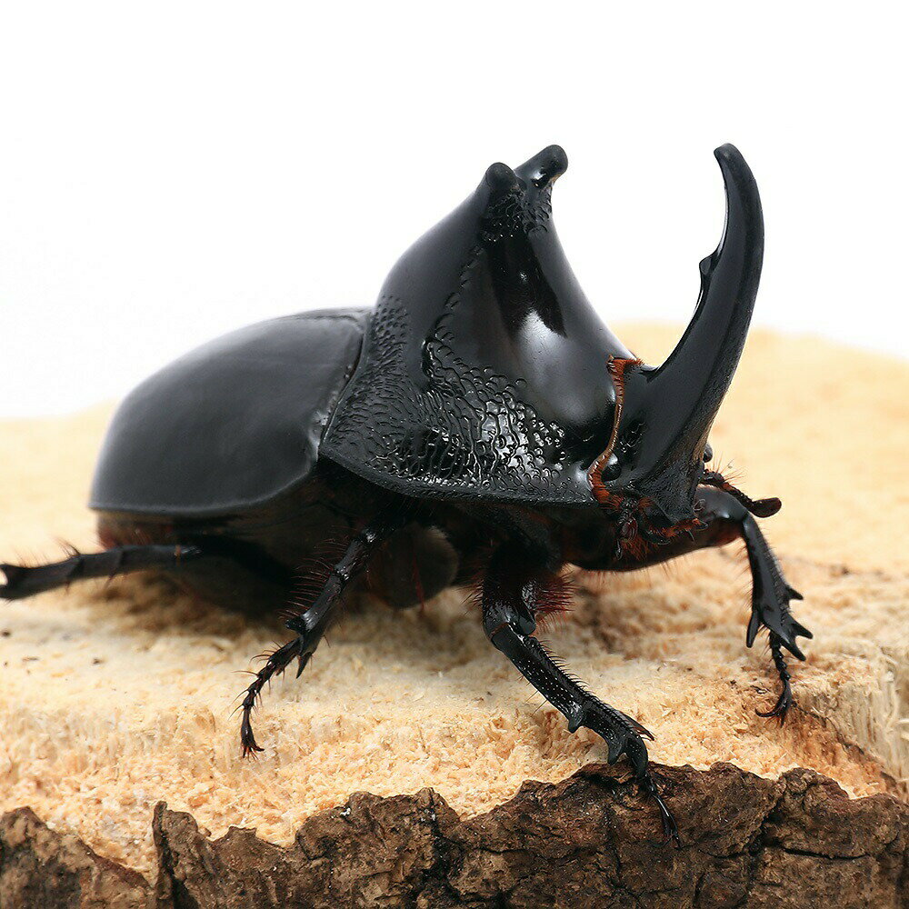 （昆虫）オオツノメンガタカブト　キャメロンハイランド産　成虫　WD　75〜79mm（1ペア）　北海道・九州航空便要保温