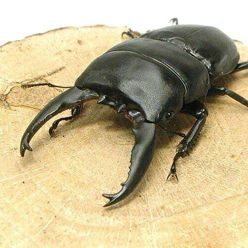 アルキデスヒラタ入荷日2026年7月販売個体について別名フトヒラタクワガタ学名（※）Dorcus　alcides（※）…学名が不明の種は流通名での記載の場合があります。生息地スマトラ島体長（参考）オス：　33〜100mm　　　メス：　32〜48mm成虫寿命活動開始後1年半〜2年半（成熟まで3〜6ヶ月）（ワイルド個体では上記寿命より短くなります。）飼育要件（※）飼育温度：　20〜25℃産卵形態：　マット、材産み（柔らかめの材）幼虫飼育：　ヒラタケ菌糸ビン、発酵マット幼虫期間：　6ヶ月〜1年羽化後休眠期：　1〜3ヶ月総合難易度　★☆☆☆☆※…飼育要件は一例です。必ずしもこの環境下であれば飼育・ブリードできることを確約するものではございません。どんな種類？圧倒的な太さを持つスマトラ島固有のヒラタクワガタです。クワガタの中でも最も横幅のある体型から、体長より体の太さが重要とされています。独特の形状を持つ大アゴは、短歯、中歯、長歯の3タイプがサイズによらずに見られ、大型の短歯型の個体は圧倒的な横幅で人気があり、ペンチのような大アゴは挟む力が強烈です。近縁な種としてジャワ島には良く似たユーリケファルス、ボルネオ島にはトラキクスが知られていますが、幅、体長共に本種が最大となります。乾燥と高温に注意すれば、飼育、繁殖は容易です。生息地が標高が1000mを越すため高温には注意が必要です。短い大アゴははさむ力が非常に強く、メスがはさみ殺されないように、取り扱い時に指が挟まれないように注意する必要があります。繁殖繁殖はヒラタクワガタの一般的なセットで問題ありません。多湿で柔らかい産卵木を好みます。温度が高いと産卵させづらく、オオヒラタなどに比べ産卵させるのはやや難しいです。幼虫は菌糸ビン、マットの両方で育成できますが、長歯型を得るのは難しく温度管理がポイントになります。大型個体は菌糸ビンのほうが得やすく、低温管理により長歯型が出ることが知られています。しかしあまり早い段階で菌糸ビンに入れても幼虫が死ぬことがあるので2令以降に菌糸ビンに投入したほうが安全です。その他—冷蔵★菌糸ビン　XL−POT　ヒラタケ　800cc　1本　別途クール手数料　常温商品同梱不可コナラ産卵木　中目　良材　1本コバエシャッター　小　（230×153×173mm）　プラケース　虫かご　飼育容器　昆虫　カブトムシ　クワガタカブクワお悩み解決セット　昆虫　カブトムシ　飼育セット昆虫マット　B7　ぼうダニ＆しょうしゅうマット　3L　成虫用　微粒子　防ダニ　消臭　針葉樹昆虫ゼリー　プロゼリー（16g　100個入り）　カブトムシ・クワガタ用　高タンパク！硬め仕上げ！ブリードに最適！コナラ産卵木　中目　並材　1本　昆虫　クワガタ用チャームオリジナル　簡単に剥がせる昆虫ラベル　5面5シート　昆虫　ラベル　管理足場木　細　10本1組　（小型昆虫用）　転倒防止足場木　太　10本1組　（昆虫用）　転倒防止 … PF_SPQ　nesia_insect　▲クワガタ　外国産ヒラタクワガタ　カブト・クワガタ・用品　カブトムシ・クワガタ　外国産クワガタ　成虫　▲アルキデスヒラタクワガタ長歯型“スマトラ産”　WD　kaijyo　昆虫生体　kpps1603_pd_s-insect　 nesia_insect wild_insect 　y26m07 restock kongetsunyukainsect YO■この商品をお買い上げのお客様は、下記商品もお買い上げです。※この商品には付属しません。■冷蔵★菌糸ビン　XL−POT　ヒラタケ　800cc　1本　別途クール手数料　常温商品同梱不可コナラ産卵木　中目　良材　1本コバエシャッター　小　（230×153×173mm）　プラケース　虫かご　飼育容器　昆虫　カブトムシ　クワガタカブクワお悩み解決セット　昆虫　カブトムシ　飼育セット昆虫マット　B7　ぼうダニ＆しょうしゅうマット　3L　成虫用　微粒子　防ダニ　消臭　針葉樹昆虫ゼリー　プロゼリー（16g　100個入り）　カブトムシ・クワガタ用　高タンパク！硬め仕上げ！ブリードに最適！コナラ産卵木　中目　並材　1本　昆虫　クワガタ用チャームオリジナル　簡単に剥がせる昆虫ラベル　5面5シート　昆虫　ラベル　管理足場木　細　10本1組　（小型昆虫用）　転倒防止足場木　太　10本1組　（昆虫用）　転倒防止