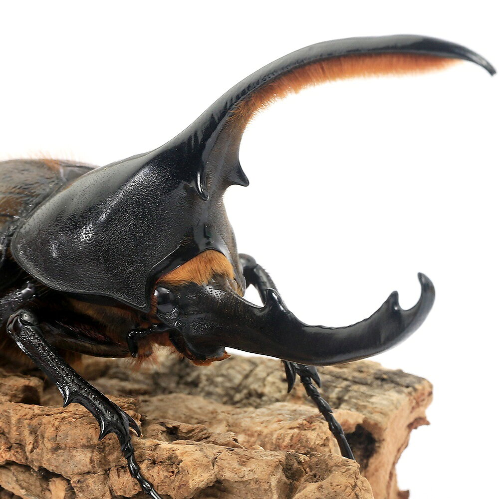（昆虫）（オス単品）ヘラクレス・オキシデンタリス”プチ”　エスメラルダス産　成虫　サイズフリー（1匹）　北海道・九州航空便要保温