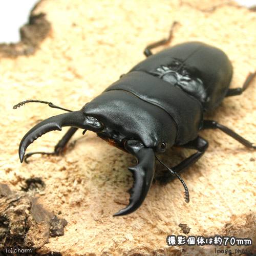 （昆虫）アマミヒラタクワガタ　鹿児島県奄美市笠利町産　成虫　65〜69mm（1ペア）　北海道・九州航空..