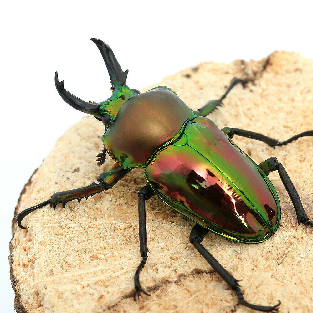 （昆虫）ニジイロクワガタ　クィーンズランド産　成虫　40〜44mm（1ペア）　北海道・九州航空便要保温