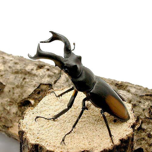 （昆虫）セアカフタマタクワガタ　スマトラ　ジャンビー産　成虫　WC　75〜79mm（1ペア）　北海道・九州航空便要保温