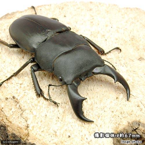 （昆虫）サキシマヒラタクワガタ　沖縄県石垣島産　成虫　65〜69mm（1ペア）　北海道・九州航空便要保温