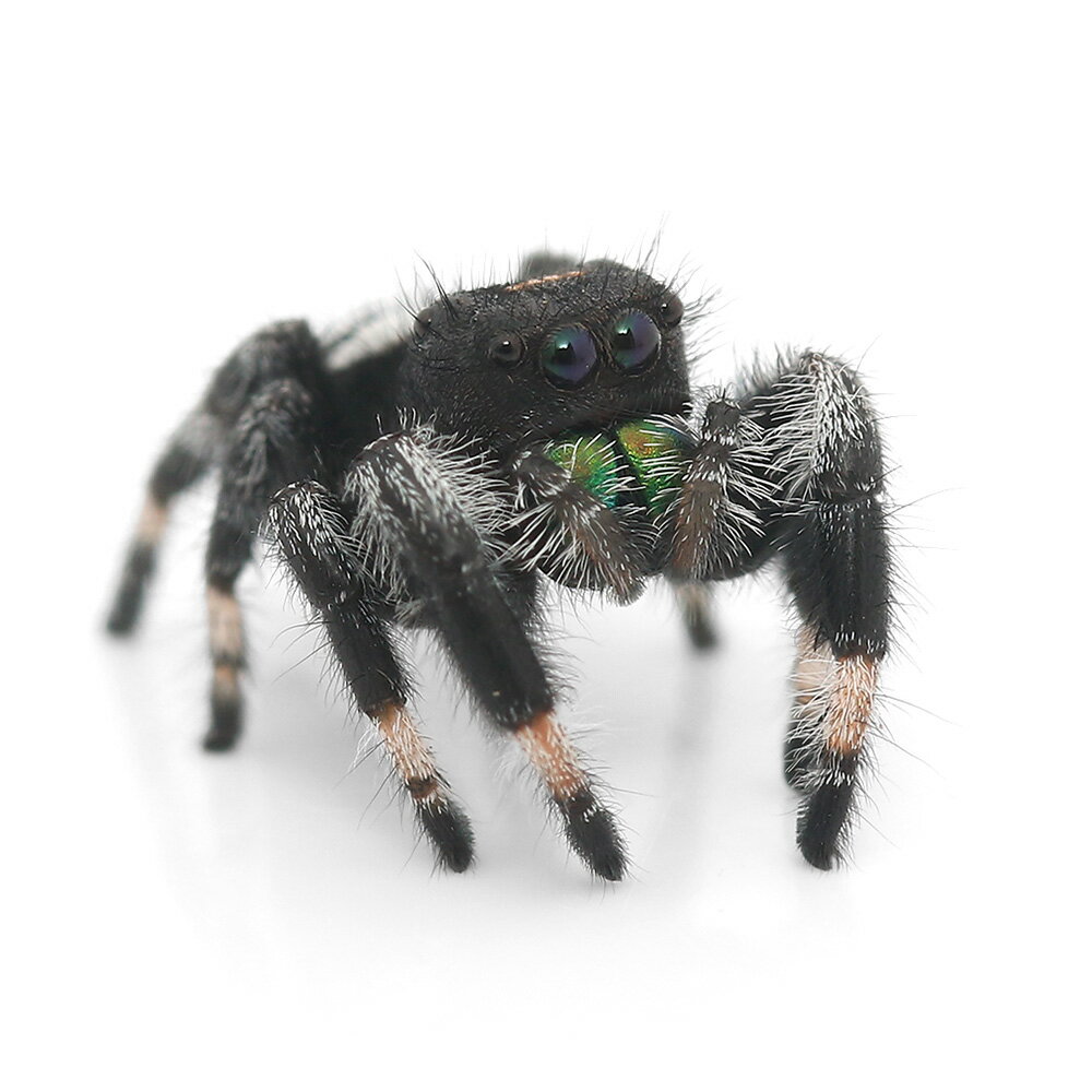 �ʺ���˥꡼���른���ԥ󥰥��ѥ�������������CB��1ɤ�ˡ��̳�ƻ���彣�Ҷ������ݲ�