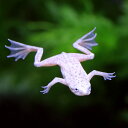 (両生類)ホワイトヒメツメガエル リューシスティック(6匹) 北海道・九州航空便要保温