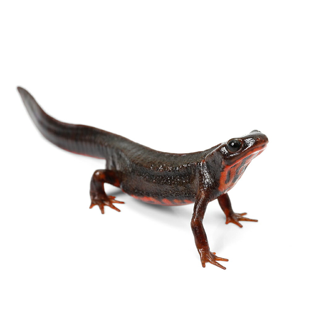 （両生類）アマミシリケンイモリ　WC個体　ハイカラー（1匹）　北海道航空便要保温