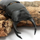(昆虫)国産オオクワガタ 大阪府能勢町産 成虫 SR血統 オス81mm メス54mm(1ペア) 北海道航空便要保温