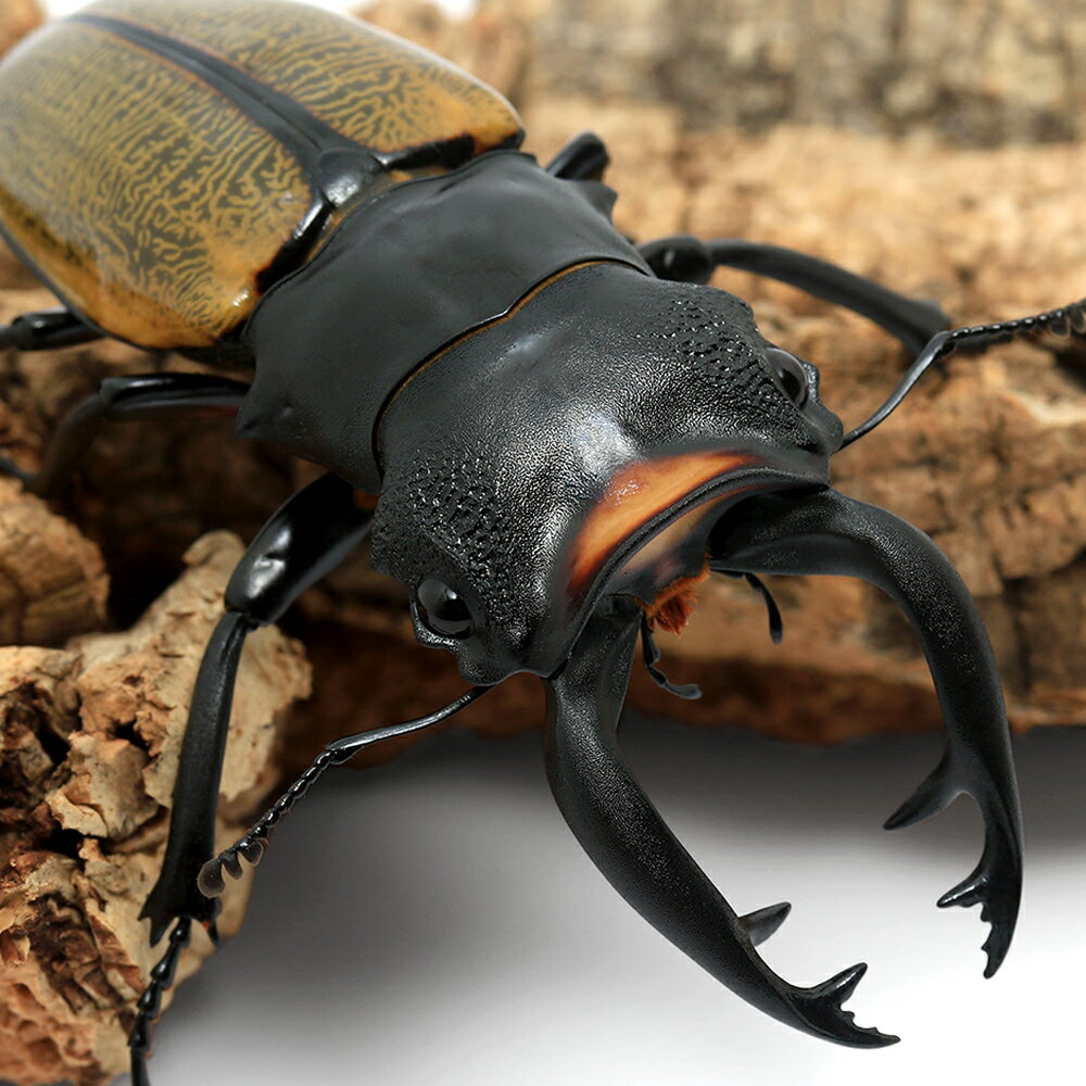 �ʺ���˥��ڥ����ӥꥹ�ĥ䥯�塞����Ĺ���������ޥȥ顡�ѥ��󻺡����WD��70��74mm��1�ڥ��ˡ��̳�ƻ���彣�Ҷ������ݲ�