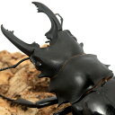 (昆虫)ダールマンツヤクワガタ スラウェシ ペレン産 成虫 WC 60〜64mm(1ペア)