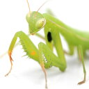 (昆虫)ウスバカマキリ 幼体 WC(1匹)