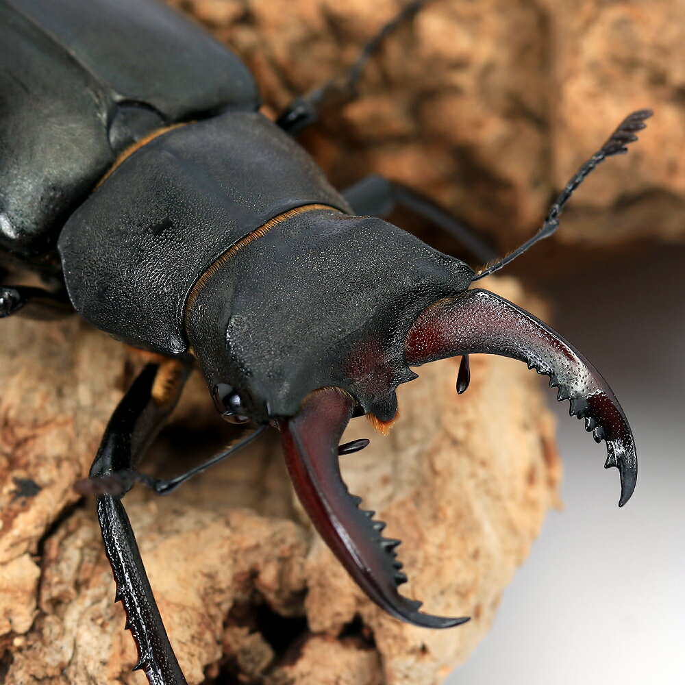 （昆虫）（オス単品）ヨーロッパミヤマクワガタ　南フランス産　成虫　45〜49mm（1匹）　北海道・九州航空便要保温