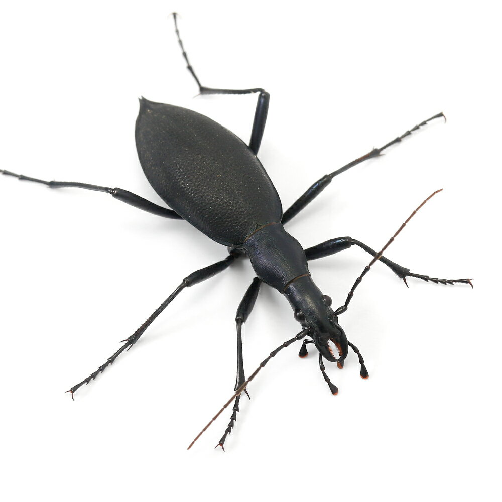 �ʺ���˥ҥ�ޥ��ޥ����֥ꡡ�᥹�����ϸ��������WC��1ɤ�ˡ��̳�ƻ���彣�Ҷ������ݲ�