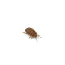 (昆虫)クエスチョンドミノローチ 幼体(CB個体) Sサイズ(1匹) 北海道・九州航空便要保温