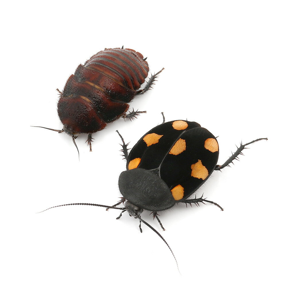 �ʺ���˥���󥸥��ݥåȥɥߥΥ����������Ρ�CB���Ρˡ�S��������1ɤ�ˡ��̳�ƻ���彣�Ҷ������ݲ�