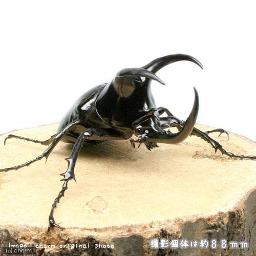 （昆虫）モーレンカンプオオカブトムシ　ボルネオ産　成虫　WD　70〜74mm（1ペア）　北海道・九州航空便要保温