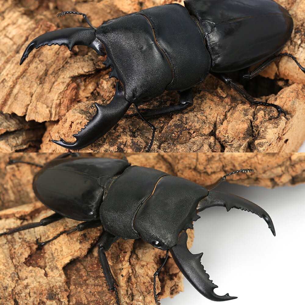 （昆虫）ミンダナオヒラタクワガタ　ミンダナオ産　成虫　WD　70〜74mm（1ペア）