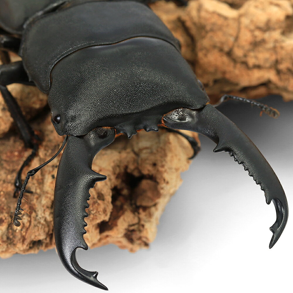 （昆虫）ミンダナオヒラタクワガタ　ミンダナオ産　成虫　WD　80〜84mm（1ペア）