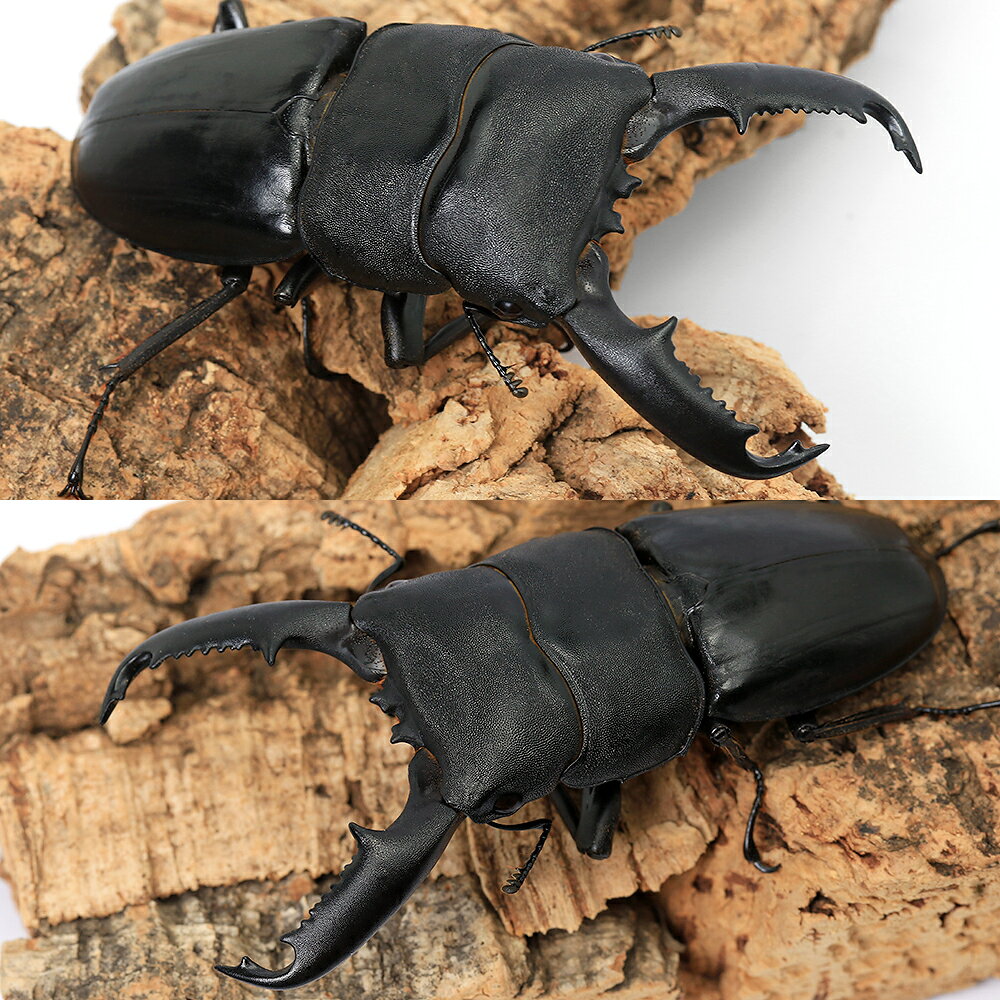 （昆虫）ミンダナオヒラタクワガタ　ミンダナオ産　成虫　WD　80〜84mm（1ペア）