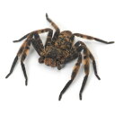 (昆虫)パープルハンツマン WC(1匹)アシダカグモ
