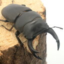 (昆虫)国産オオクワガタ 大阪府能勢町産 SR血統 親個体オス83mm メス53.5mm 幼虫(初〜2令)(1匹) 北海道航空便要保温