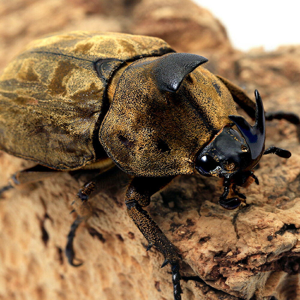 �ʺ���˥��ӥ������֥ȥॷ������ޥ󥿥󻺡�����ʽ��2��ˡ�1ɤ�ˡ��̳�ƻ���彣�Ҷ������ݲ�