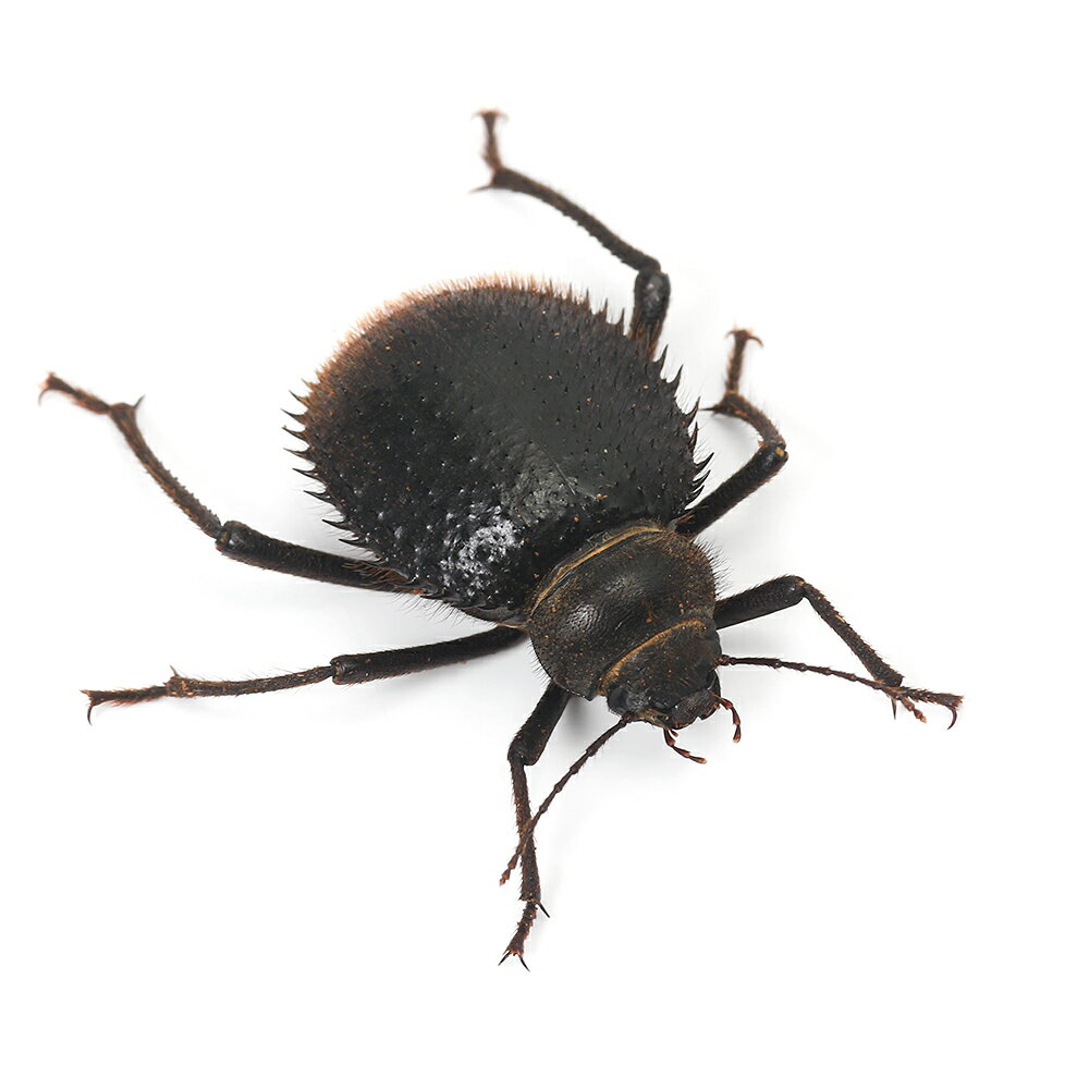 （昆虫）トゲヘリサバクゴミムシダマシ　成虫　WD（1匹）　北海道・九州航空便要保温