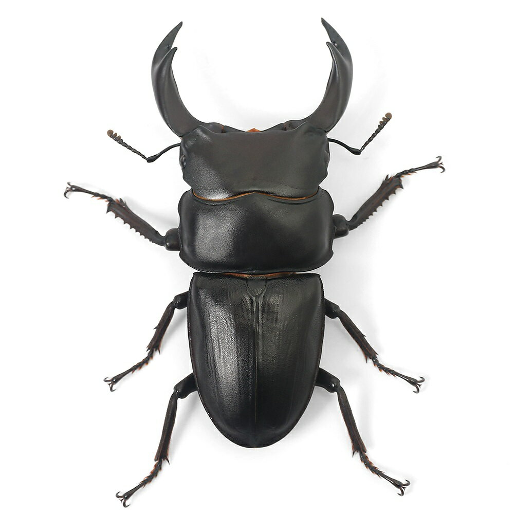 �ʺ���˹񻺥������塞����������η�����Į�������65��69mm��1�ڥ��ˡ��̳�ƻ���彣�Ҷ������ݲ�