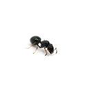 (昆虫)ムネボソアリ 女王(1匹) 蟻 アリ