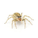 (昆虫)チャイロアサヒハエトリグモ メス WC個体(1匹)ハエトリグモ