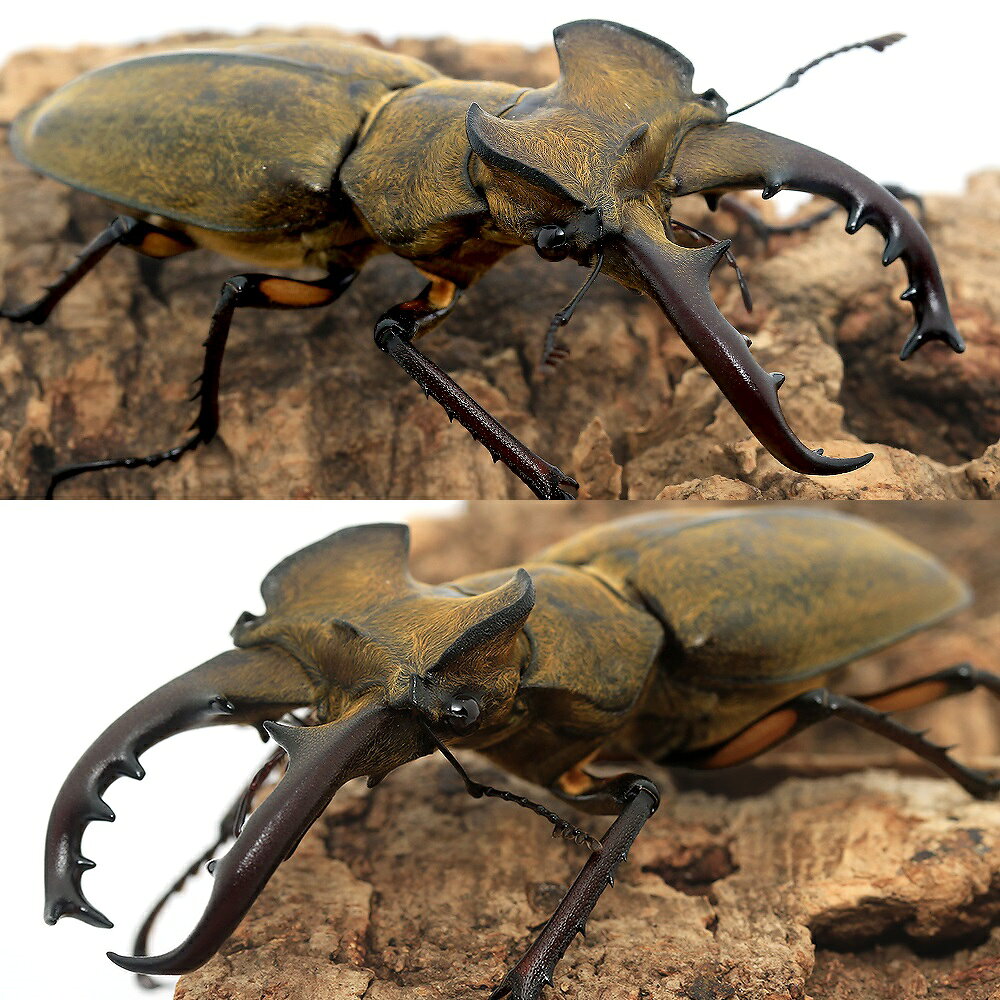 （昆虫）国産ミヤマクワガタ　愛媛県産　成虫　WD　65〜67mm（1ペア）