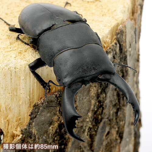 （昆虫）（オス単品）テイオウオオヒラタクワガタ　フィリピン　カタンドゥアネス島産　成虫　90〜94mm..