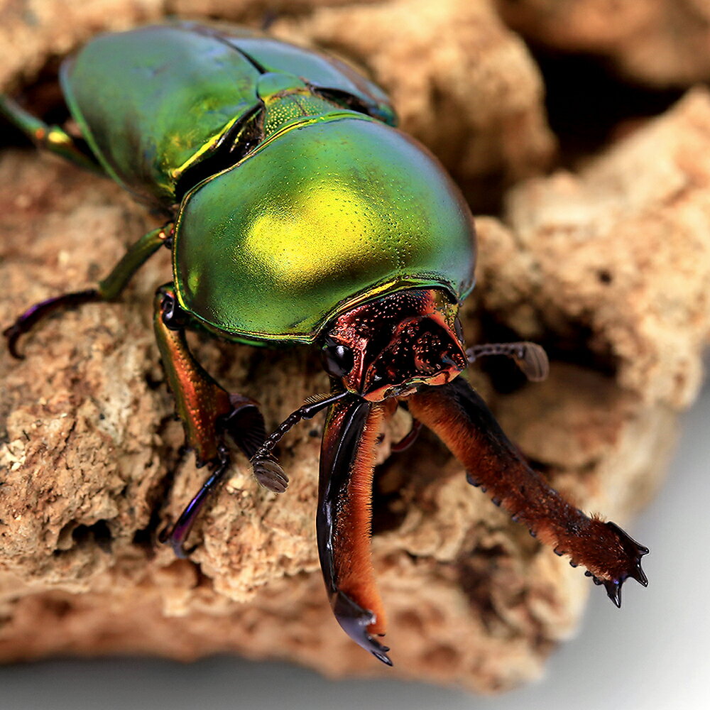 （昆虫）ラトレイユキンイロクワガタ　キュランダ産　幼虫（初〜2令）（1匹）