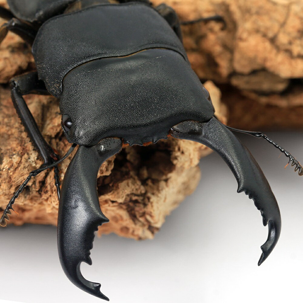 （昆虫）スラウェシオオヒラタクワガタ　南スラウェシ　Mt．シンジャイ産　成虫　WD　75〜79mm（1ペア..