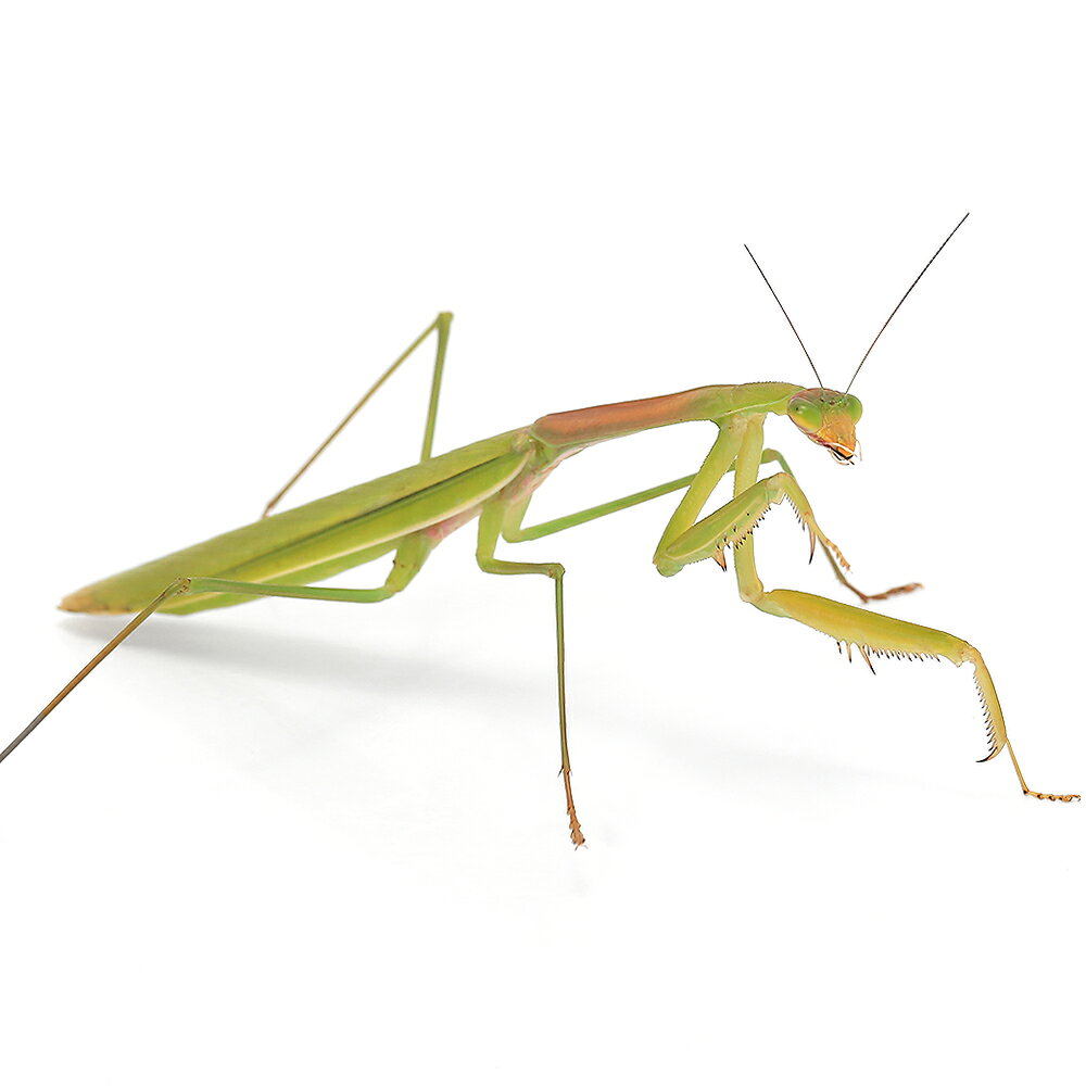 （昆虫）マエモンカマキリ　沖縄県産　メス　成虫　WD（1匹）