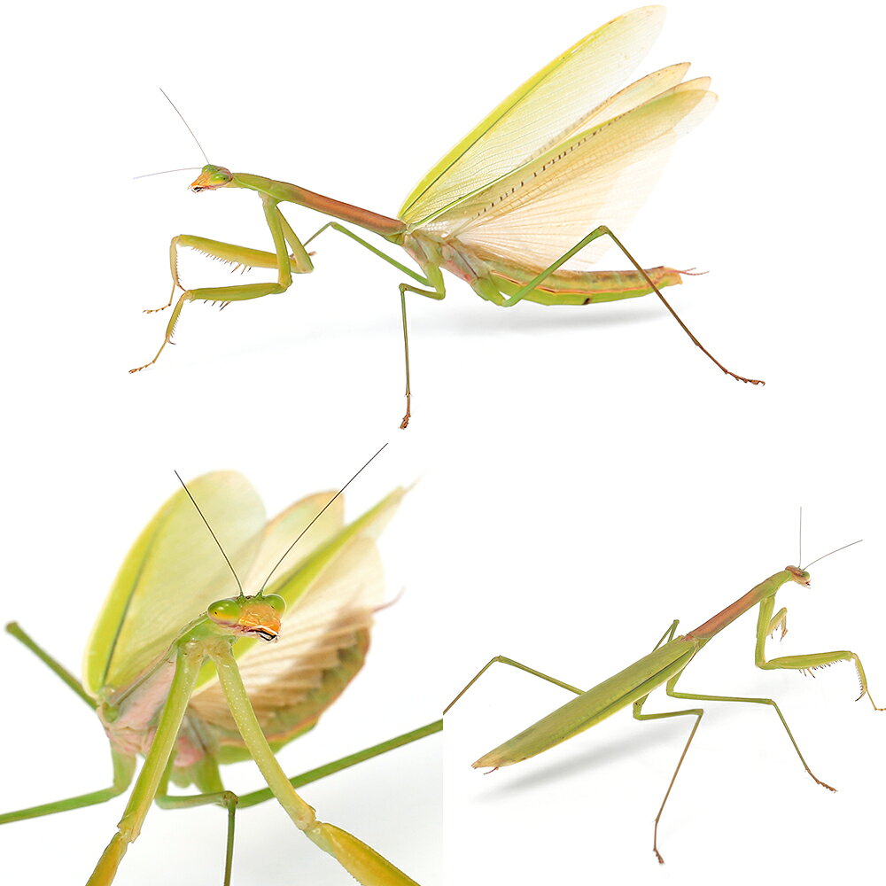 （昆虫）マエモンカマキリ　沖縄県産　メス　成虫　WD（1匹）