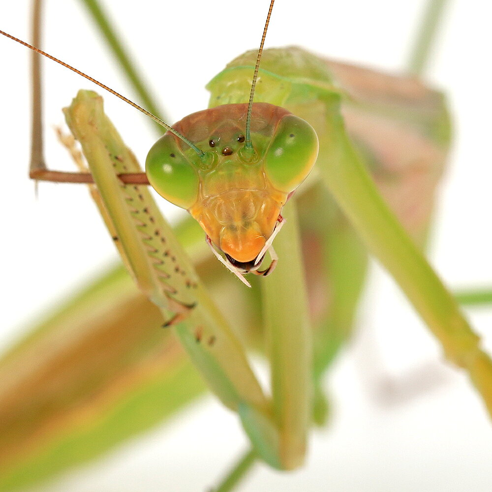（昆虫）マエモンカマキリ　沖縄県産　メス　成虫　WD（1匹）