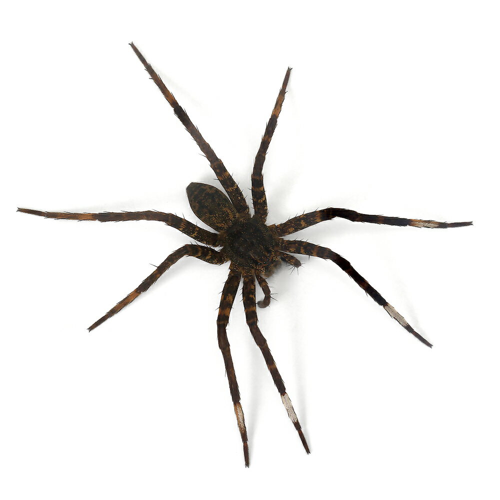 �ʺ���˥����ϥ��ꥰ�⡡���Ρ�WD��1ɤ�ˡ��̳�ƻ�Ҷ������ݲ�