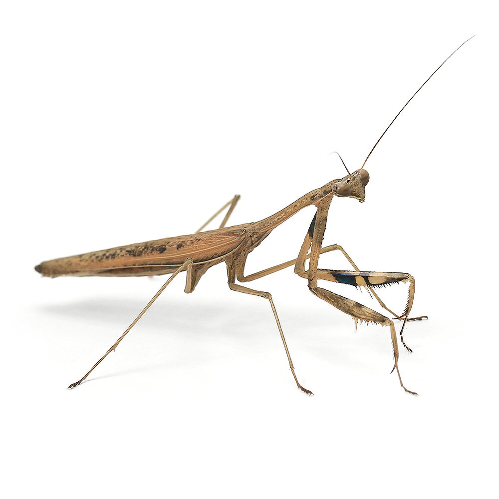 （昆虫）スジイリコカマキリ　オス　成虫　WD（1匹）